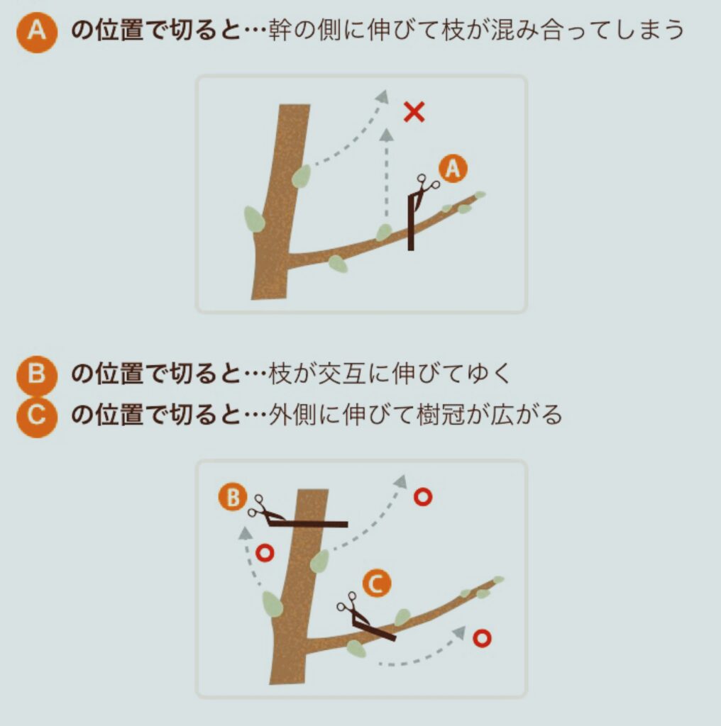 剪定のやり方の説明